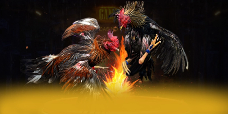 8XBET - Chương trình thưởng đa dạng 8XBET - Chương trình thưởng đa dạng